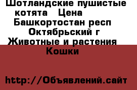 Шотландские пушистые котята › Цена ­ 3 000 - Башкортостан респ., Октябрьский г. Животные и растения » Кошки   